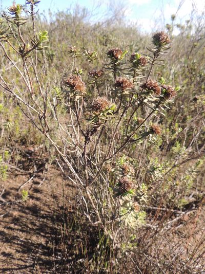 Oedera viscosa, photographed by Jacques van der Merwe