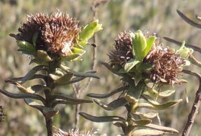 Oedera viscosa, photographed by Jacques van der Merwe