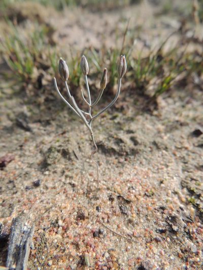 Eriospermum spirale, photographed by Jacques van der Merwe