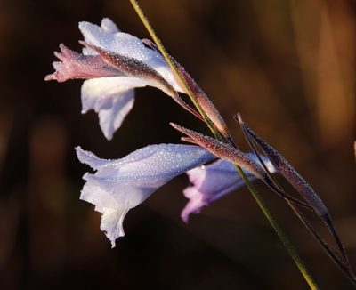 Gladiolus gracilis, photographed by Tony Rebelo