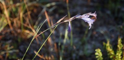 Gladiolus gracilis, photographed by Tony Rebelo