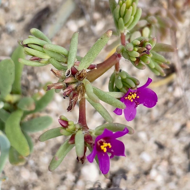 Portulaca californica, photographed by Bill Levine