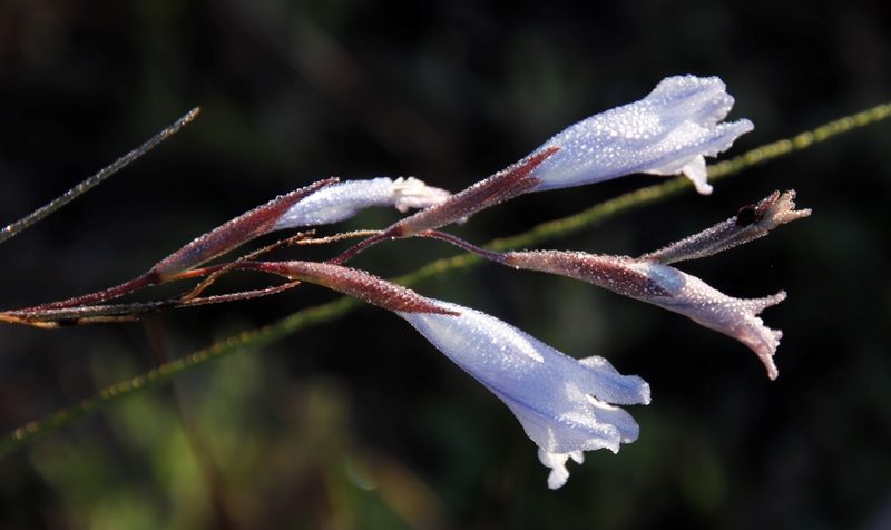 Gladiolus gracilis, photographed by Tony Rebelo