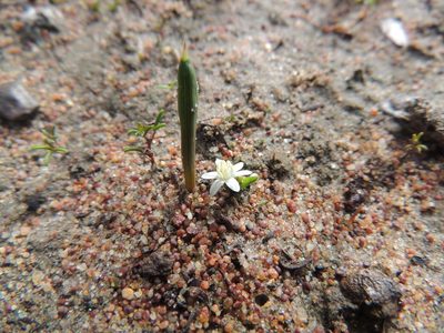 Pauridia pygmaea, photographed by Jacques van der Merwe