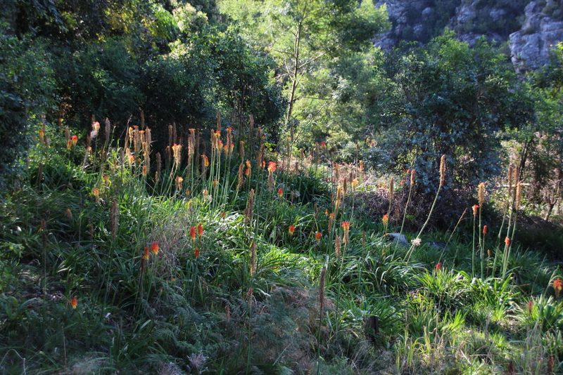Kniphofia bruceae, photographed by Tony Rebelo