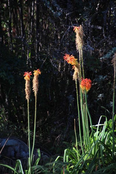 Kniphofia bruceae, photographed by Tony Rebelo