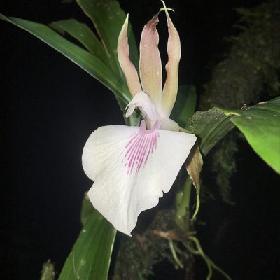 Zygosepalum labiosum, photographed by Guillaume Delaitre
