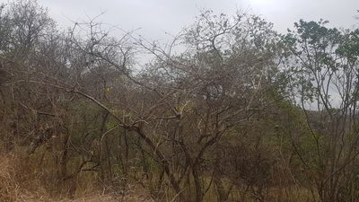 Strychnos spinosa, photographed by Suvarna Parbhoo Mohan