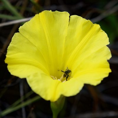 Distimake aureus, photographed by Bill Levine