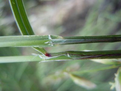 Melica stricta, photographed by Matt Lavin