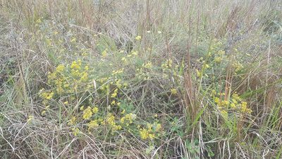 Helichrysum kraussii, photographed by Suvarna Parbhoo Mohan