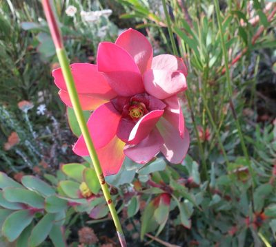 Leucadendron cordatum, photographed by Di Turner