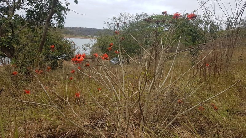 Erythrina lysistemon, photographed by Suvarna Parbhoo Mohan