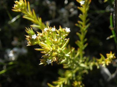 Thesium carinatum, photographed by Klaus Wehrlin