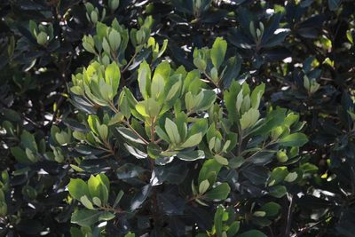 Brachylaena glabra, photographed by Tony Rebelo