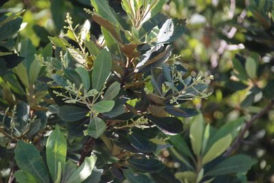 Brachylaena glabra, photographed by Tony Rebelo