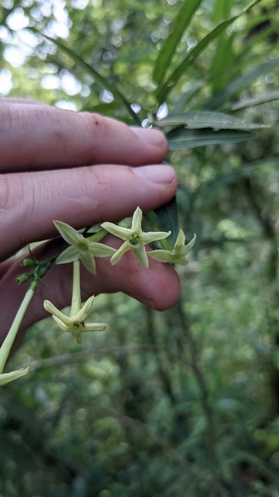 Cestrum cristinae, photographed by Jake Rehage