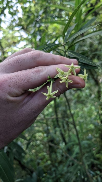 Cestrum cristinae, photographed by Jake Rehage