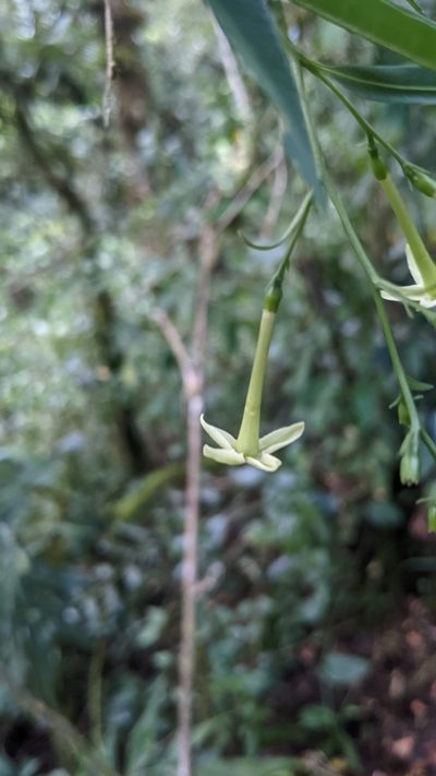 Cestrum cristinae, photographed by Jake Rehage