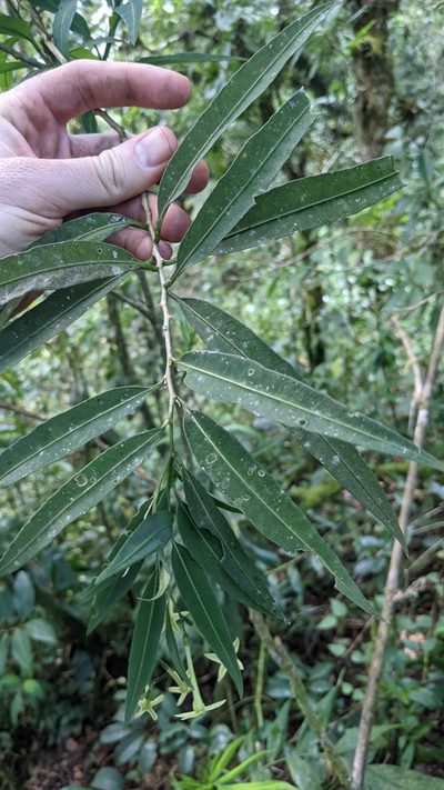 Cestrum cristinae, photographed by Jake Rehage