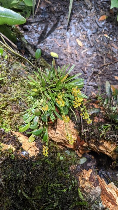 Platystele compacta, photographed by Jake Rehage