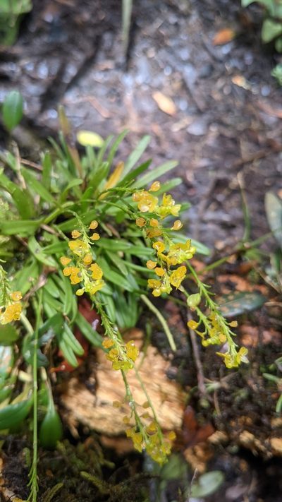 Platystele compacta, photographed by Jake Rehage