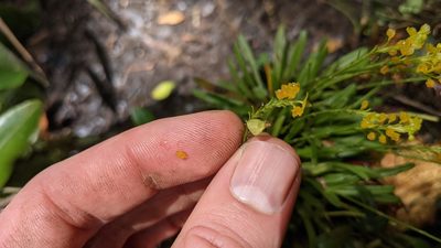 Platystele compacta, photographed by Jake Rehage