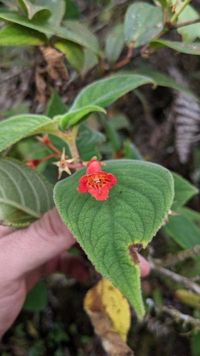 Moussonia strigosa, photographed by Jake Rehage