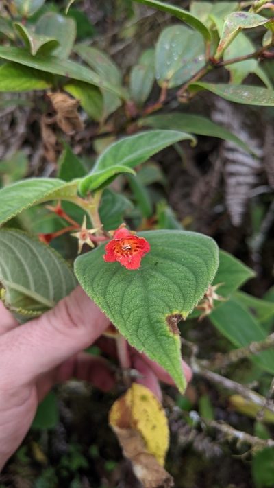 Moussonia strigosa, photographed by Jake Rehage
