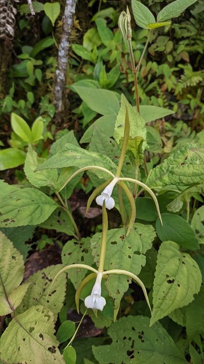 Epidendrum lacustre, photographed by Jake Rehage