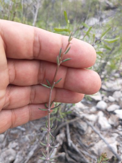 Talinopsis frutescens, photographed by Alejandro Sigala Chávez