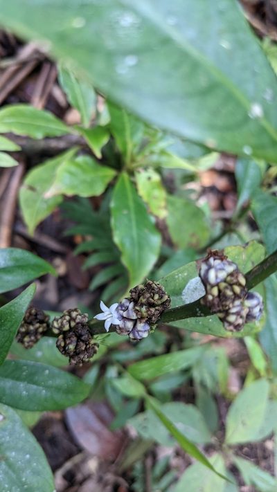 Palicourea axillaris, photographed by Jake Rehage