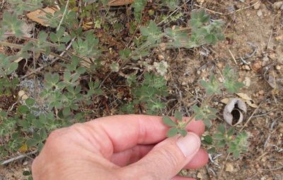 Acmispon tomentosus, photographed by Millie Basden