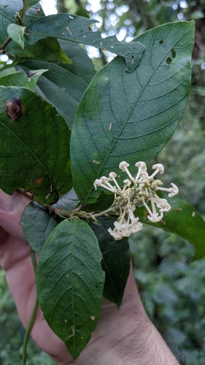 Arachnothryx buddleioides, photographed by Jake Rehage