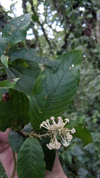 Arachnothryx buddleioides, photographed by Jake Rehage