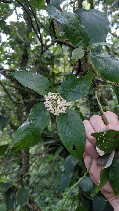 Arachnothryx buddleioides, photographed by Jake Rehage