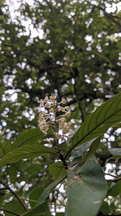 Arachnothryx buddleioides, photographed by Jake Rehage