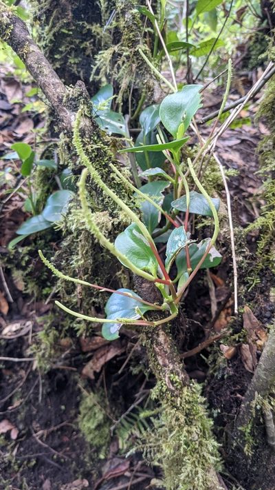 Peperomia pseudoalpina, photographed by Jake Rehage
