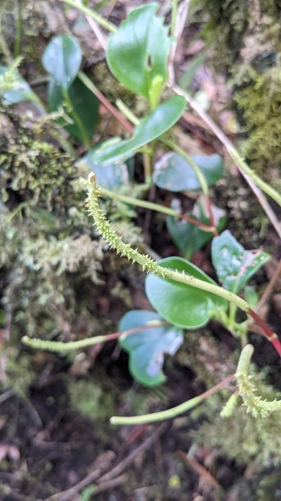 Peperomia pseudoalpina, photographed by Jake Rehage