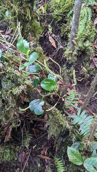 Peperomia pseudoalpina, photographed by Jake Rehage