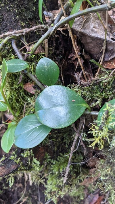Peperomia pseudoalpina, photographed by Jake Rehage