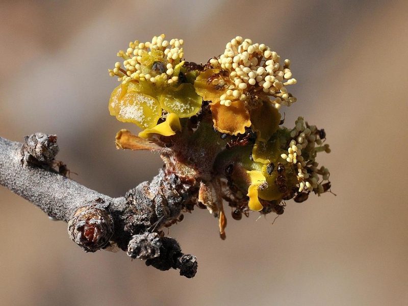 Euphorbia matabelensis, photographed by Andrew Hankey
