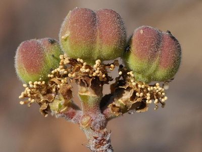 Euphorbia matabelensis, photographed by Andrew Hankey