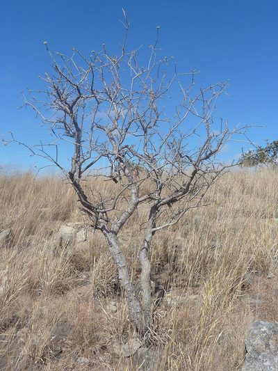 Euphorbia matabelensis, photographed by Andrew Hankey