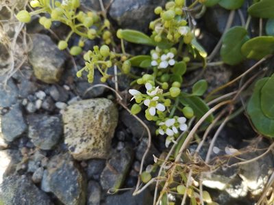 Cochlearia officinalis, photographed by Arne Fahrenholz