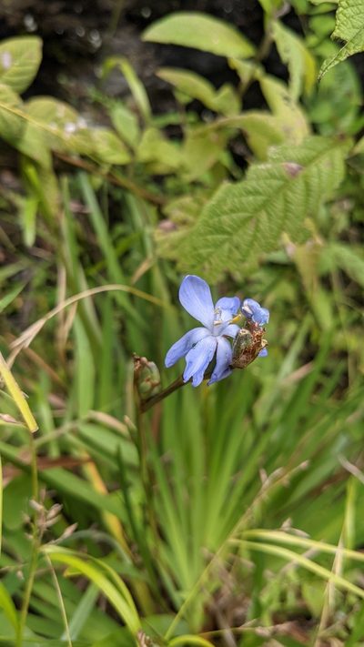 Orthrosanthus monadelphus, photographed by Jake Rehage