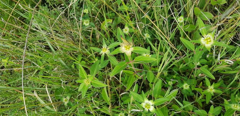 Euphorbia schiedeana, photographed by Eugenio Padilla