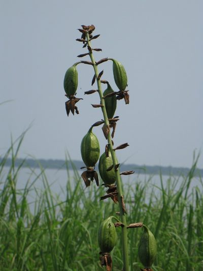 Eulophia horsfallii, photographed by Lucy Keith-Diagne