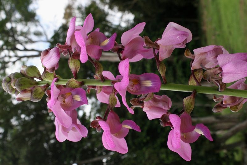 Eulophia bouliawongo, photographed by Lucy Keith-Diagne