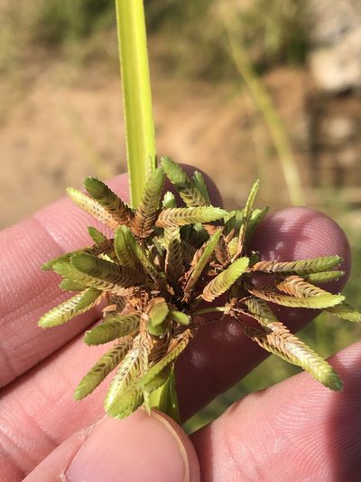 Cyperus ochraceus, photographed by Sam Kieschnick